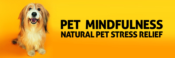 Pet Mindfulness and Animal Therapy
