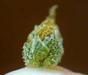 Microdosing For Meditation and the Truth About Microdosing