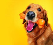 Pet Mindfulness and Animal Therapy
