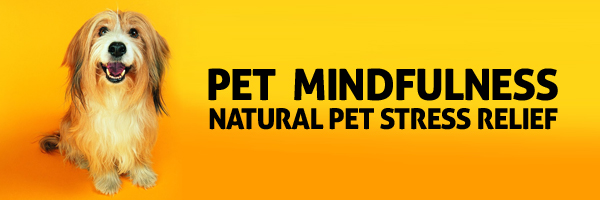 Pet Mindfulness Therapy