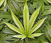 How To Simulate Marijuana High with binaural beats drugs and isochronic beats drugs