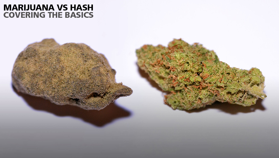 Marijuana Vs Hash