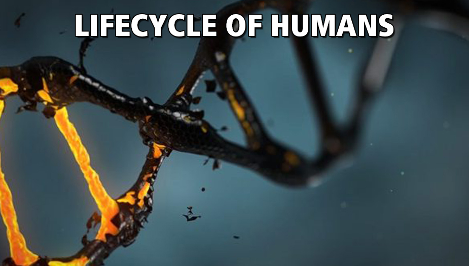 Exploring The Human Lifecycle and Common Causes of Death