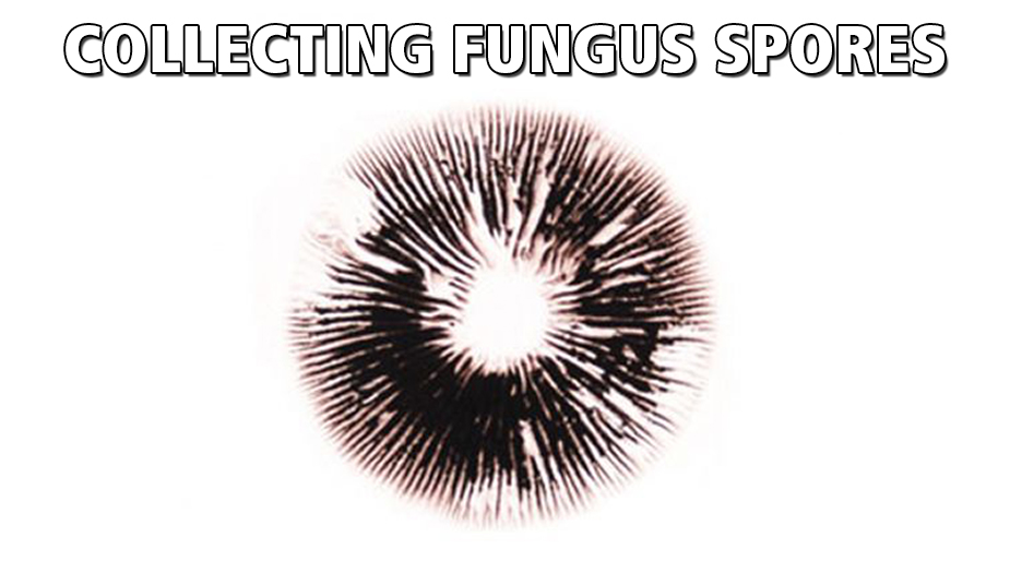 making a spore print while growing magic mushrooms