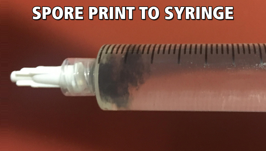 psilocybin therapy making spore syringe