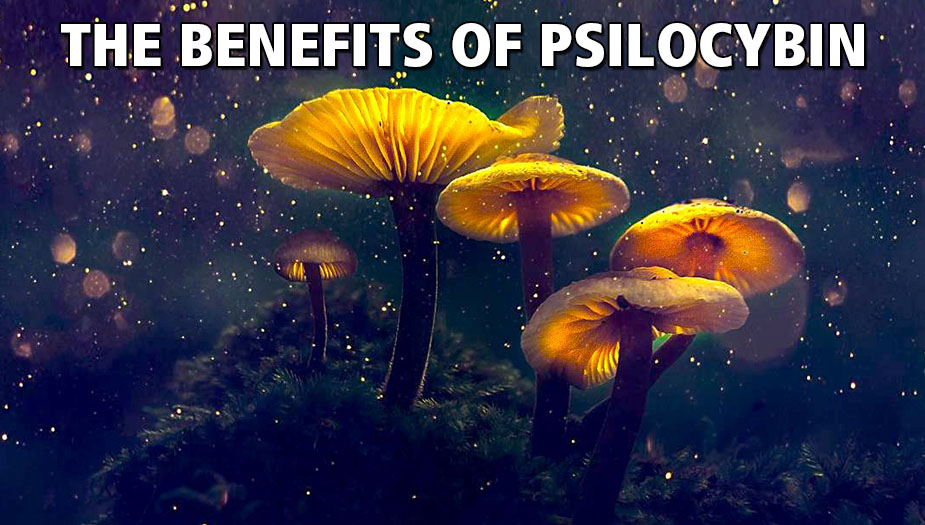 why psilocybin therapy using hallucinogenic fungi
